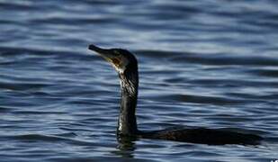 Great Cormorant