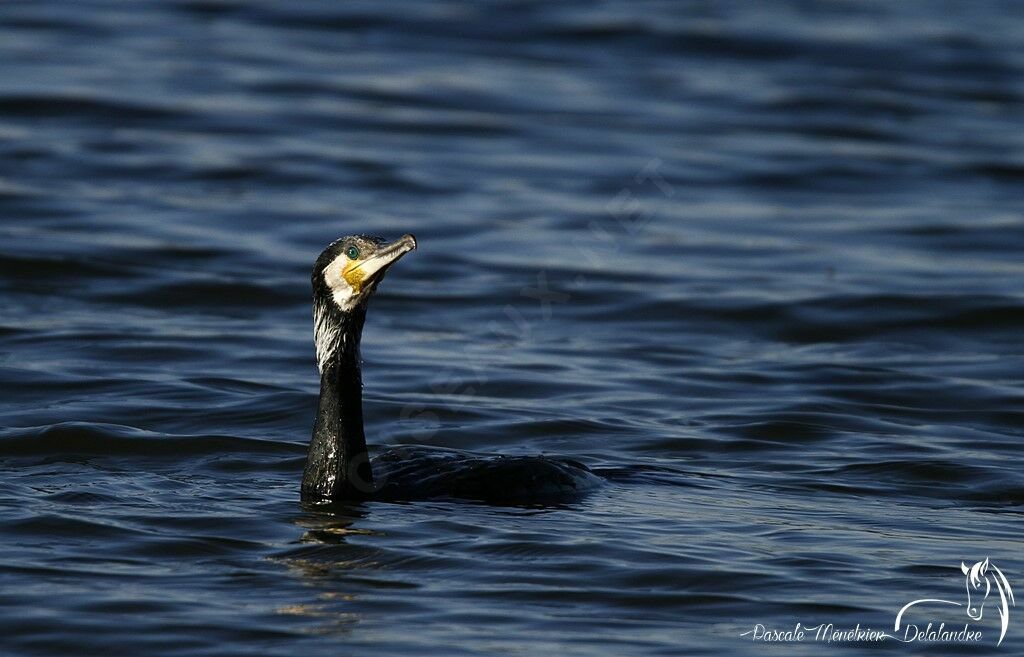 Great Cormorant