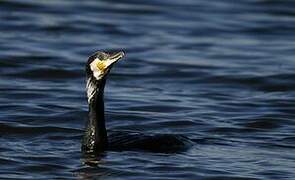 Great Cormorant