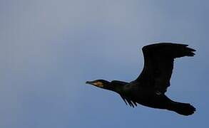 Great Cormorant