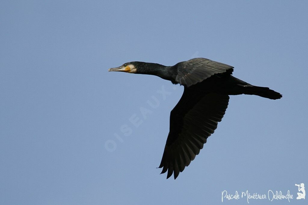 Great Cormorant