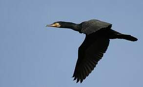 Great Cormorant