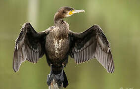 Great Cormorant