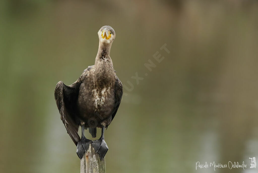 Great Cormorant