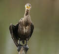 Grand Cormoran
