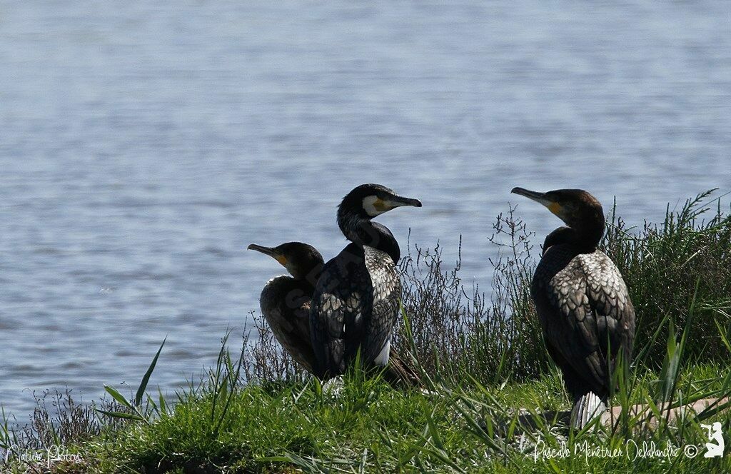 Grand Cormoran