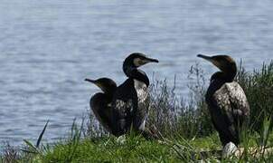 Great Cormorant