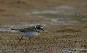 Common Ringed Plover