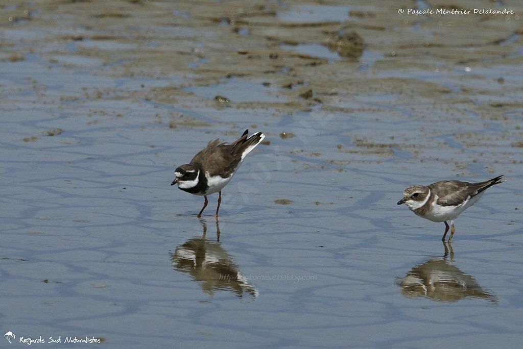 Common Ringed Plover