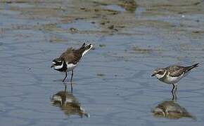 Common Ringed Plover