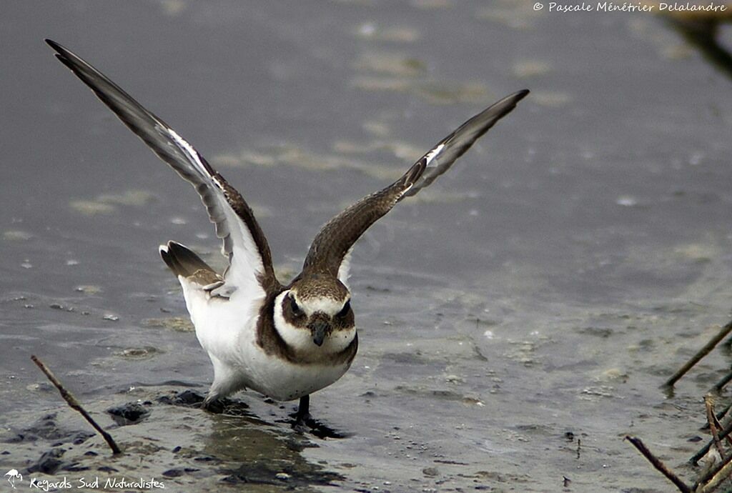 Common Ringed Plover