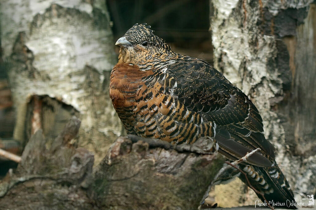 Western Capercaillie