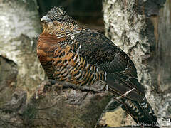 Western Capercaillie