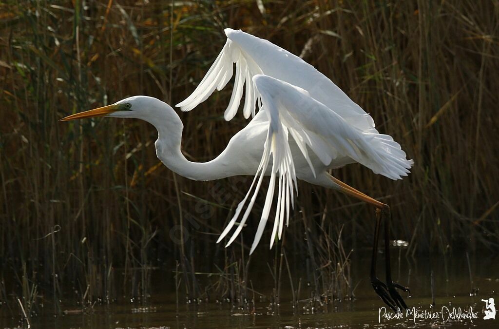 Grande Aigrette