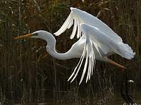 Grande Aigrette