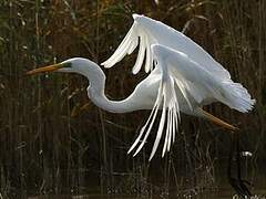 Great Egret