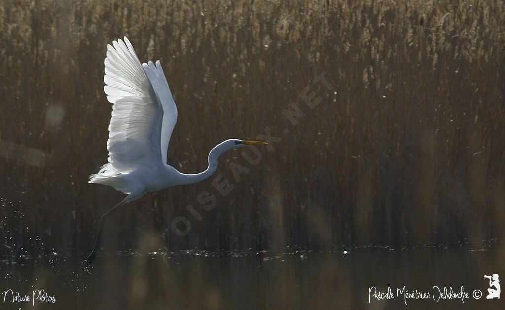 Grande Aigrette