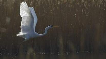 Grande Aigrette