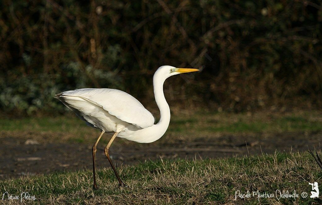 Great Egret