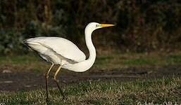 Grande Aigrette