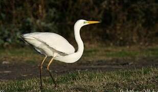 Grande Aigrette