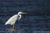 Grande Aigrette