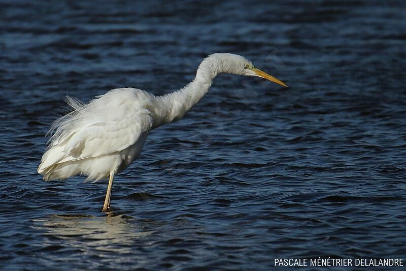 Grande Aigrette