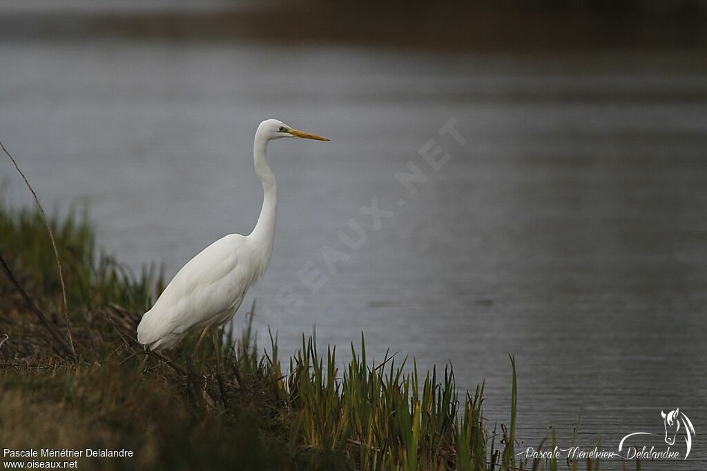 Grande Aigrette