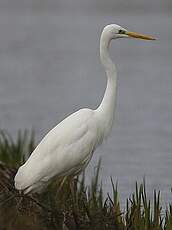 Grande Aigrette