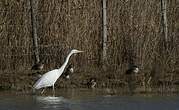 Grande Aigrette