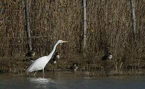 Great Egret