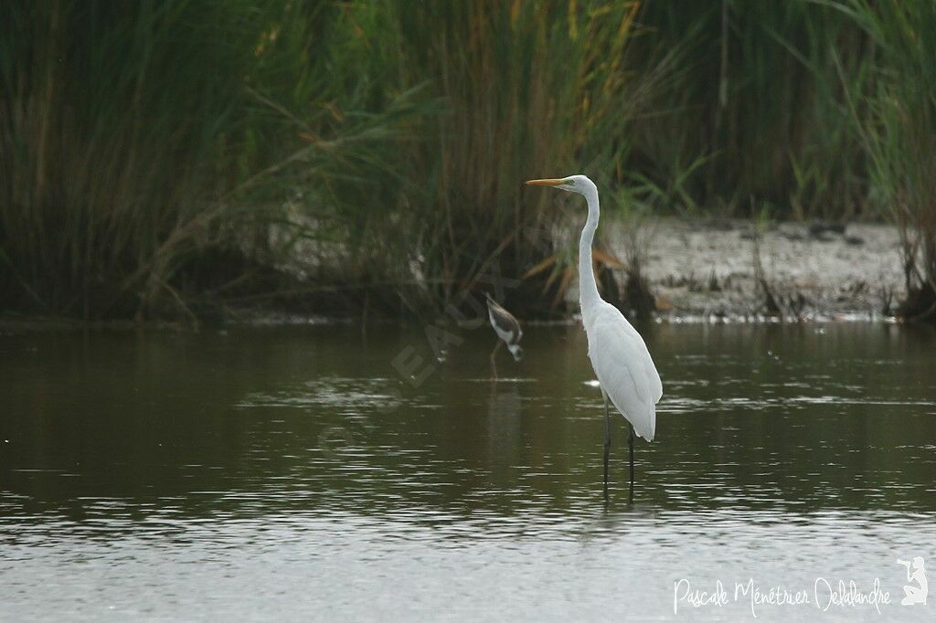 Grande Aigrette