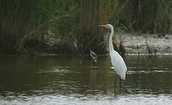 Grande Aigrette