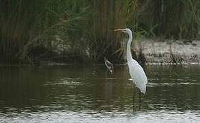 Great Egret