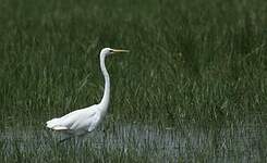 Grande Aigrette