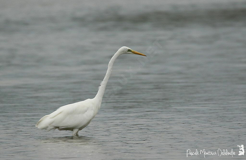 Grande Aigrette