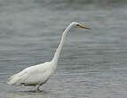 Grande Aigrette