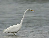 Grande Aigrette