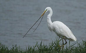 Grande Aigrette