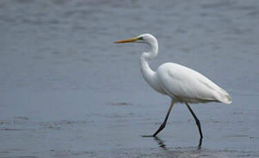 Grande Aigrette