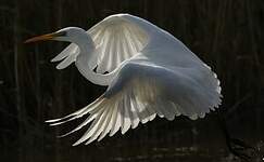 Grande Aigrette