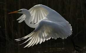 Great Egret