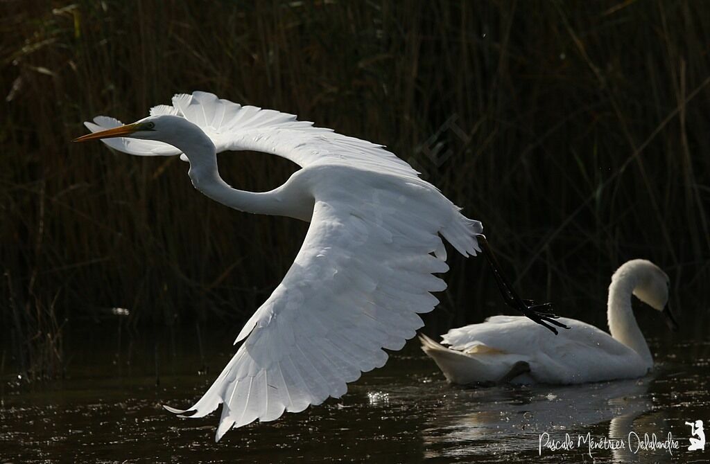 Great Egret