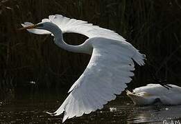 Grande Aigrette