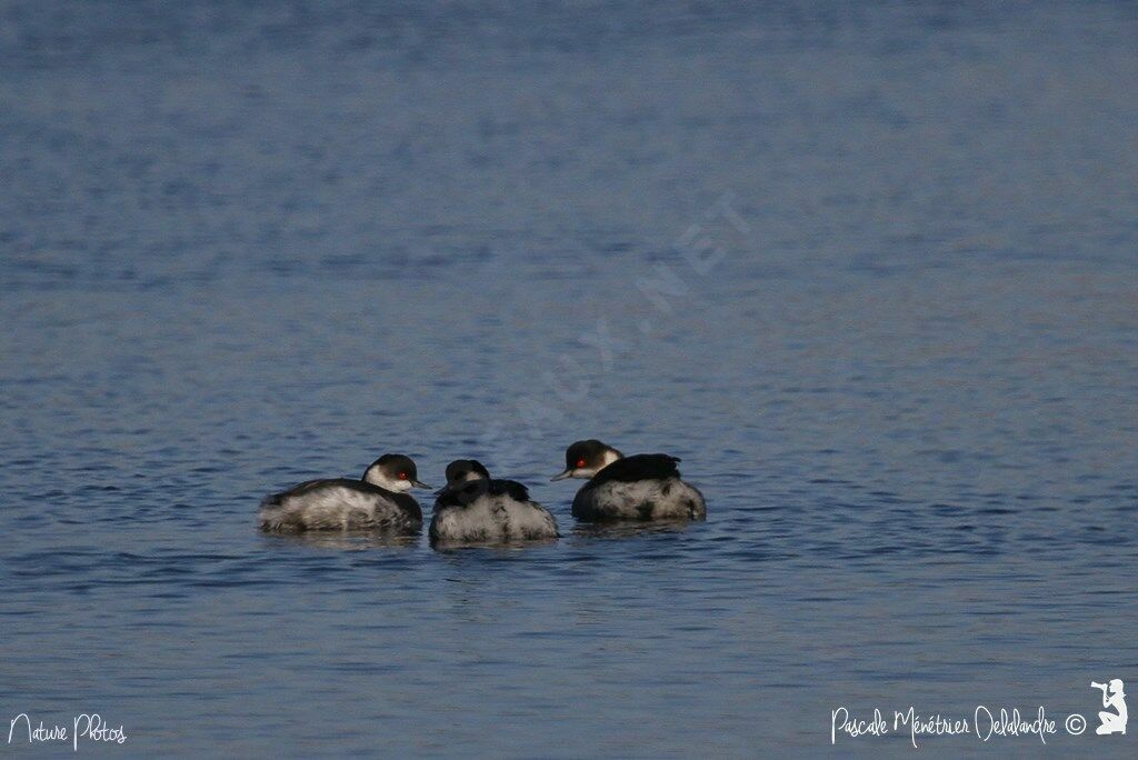 Black-necked Grebe