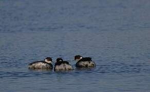 Black-necked Grebe