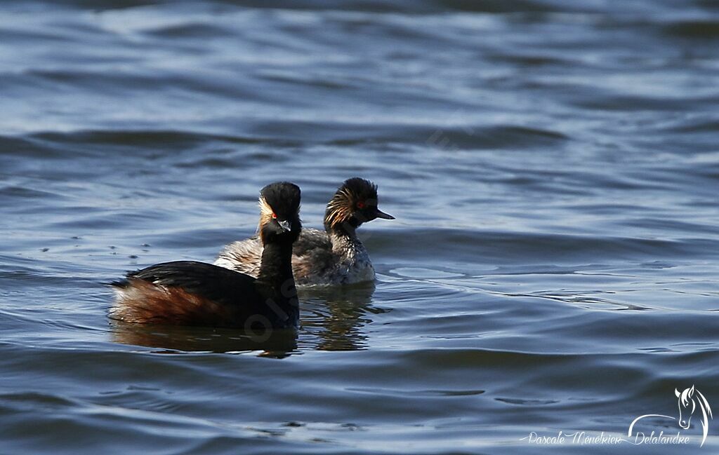 Black-necked Grebe 