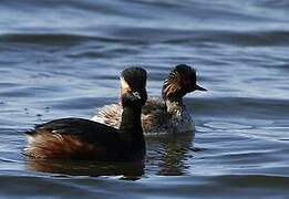 Black-necked Grebe