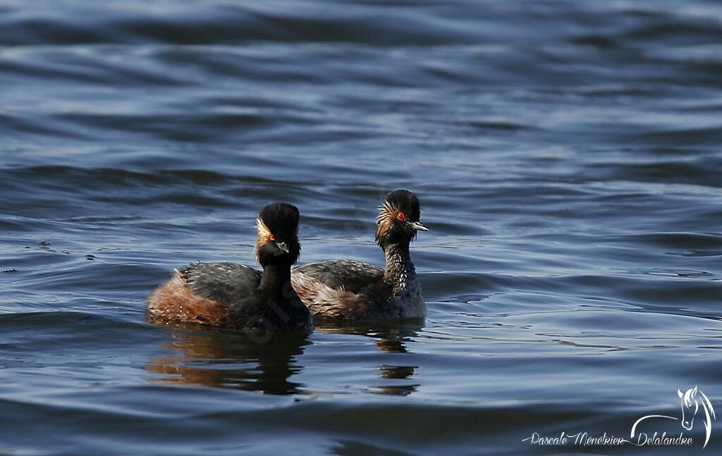 Black-necked Grebe 