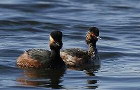 Black-necked Grebe